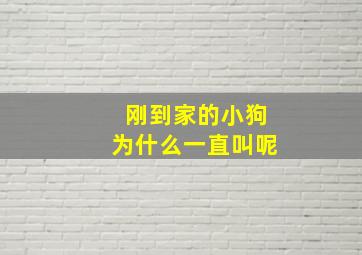 刚到家的小狗为什么一直叫呢