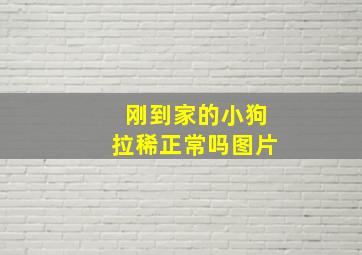 刚到家的小狗拉稀正常吗图片