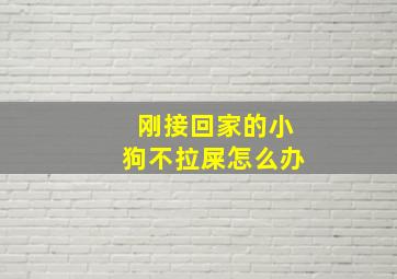 刚接回家的小狗不拉屎怎么办