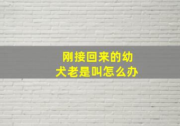 刚接回来的幼犬老是叫怎么办