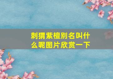 刺猬紫檀别名叫什么呢图片欣赏一下