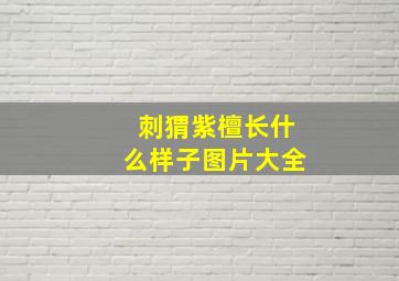 刺猬紫檀长什么样子图片大全