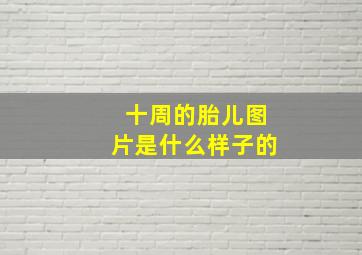 十周的胎儿图片是什么样子的