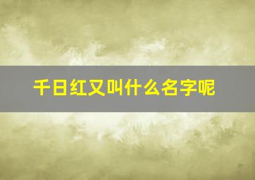 千日红又叫什么名字呢