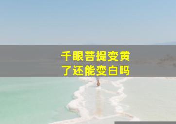 千眼菩提变黄了还能变白吗