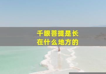 千眼菩提是长在什么地方的