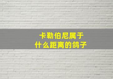 卡勒伯尼属于什么距离的鸽子