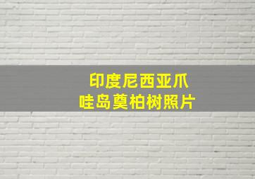 印度尼西亚爪哇岛奠柏树照片