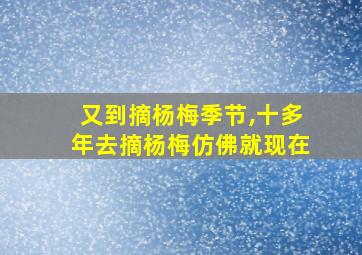 又到摘杨梅季节,十多年去摘杨梅仿佛就现在