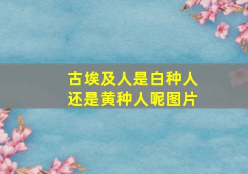 古埃及人是白种人还是黄种人呢图片