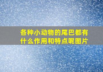 各种小动物的尾巴都有什么作用和特点呢图片