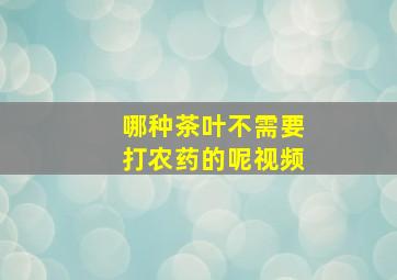 哪种茶叶不需要打农药的呢视频