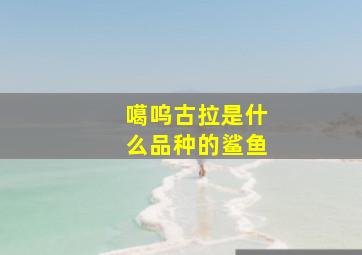 噶呜古拉是什么品种的鲨鱼