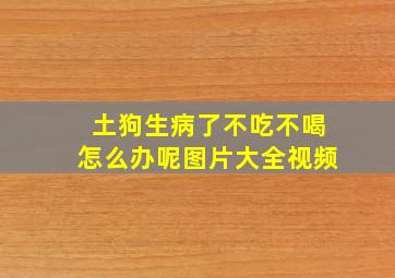 土狗生病了不吃不喝怎么办呢图片大全视频