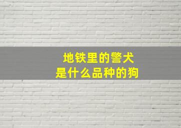 地铁里的警犬是什么品种的狗