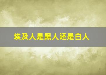 埃及人是黑人还是白人