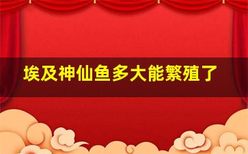 埃及神仙鱼多大能繁殖了