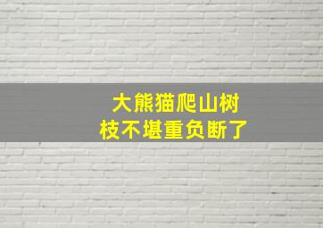 大熊猫爬山树枝不堪重负断了