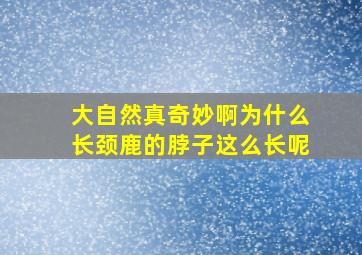 大自然真奇妙啊为什么长颈鹿的脖子这么长呢