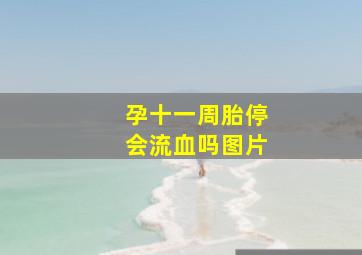 孕十一周胎停会流血吗图片