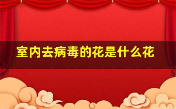 室内去病毒的花是什么花