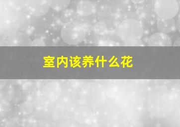 室内该养什么花