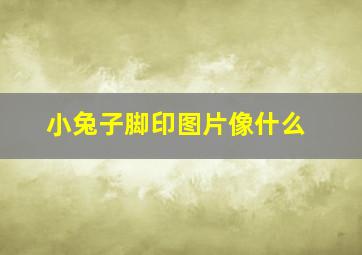 小兔子脚印图片像什么