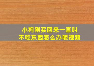 小狗刚买回来一直叫不吃东西怎么办呢视频