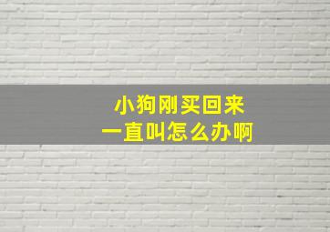 小狗刚买回来一直叫怎么办啊