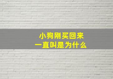 小狗刚买回来一直叫是为什么