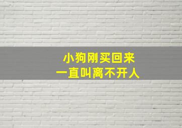 小狗刚买回来一直叫离不开人