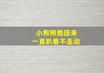 小狗刚抱回来一直趴着不走动