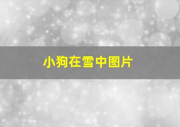 小狗在雪中图片