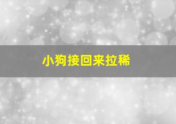 小狗接回来拉稀