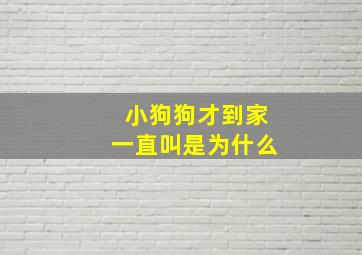 小狗狗才到家一直叫是为什么