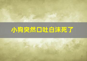 小狗突然口吐白沫死了