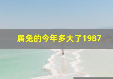 属兔的今年多大了1987