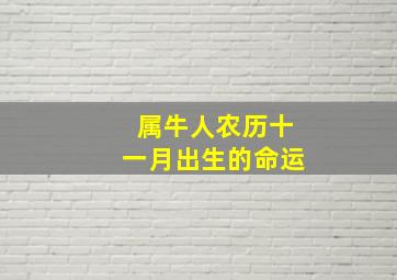 属牛人农历十一月出生的命运