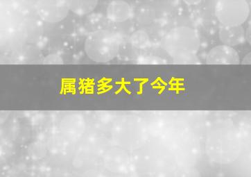 属猪多大了今年