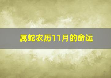 属蛇农历11月的命运