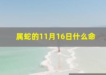 属蛇的11月16日什么命