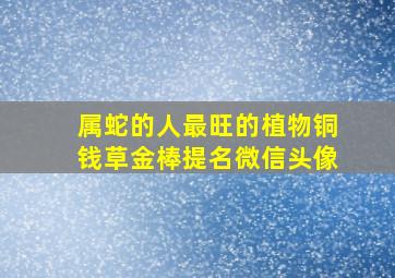 属蛇的人最旺的植物铜钱草金棒提名微信头像