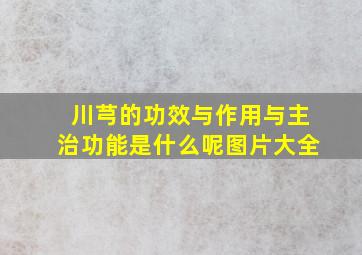 川芎的功效与作用与主治功能是什么呢图片大全