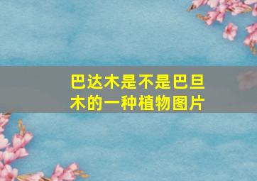 巴达木是不是巴旦木的一种植物图片