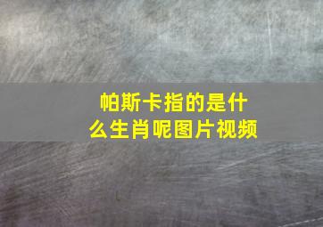 帕斯卡指的是什么生肖呢图片视频