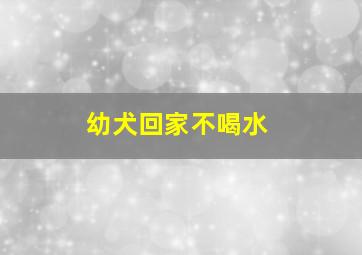 幼犬回家不喝水