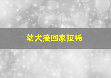 幼犬接回家拉稀