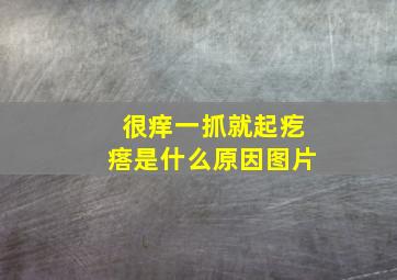 很痒一抓就起疙瘩是什么原因图片