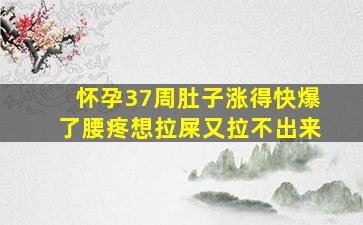 怀孕37周肚子涨得快爆了腰疼想拉屎又拉不出来