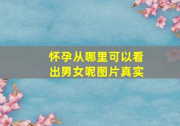 怀孕从哪里可以看出男女呢图片真实